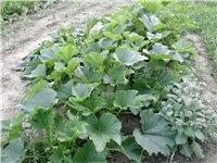 ccf41536-Picture 029.jpg